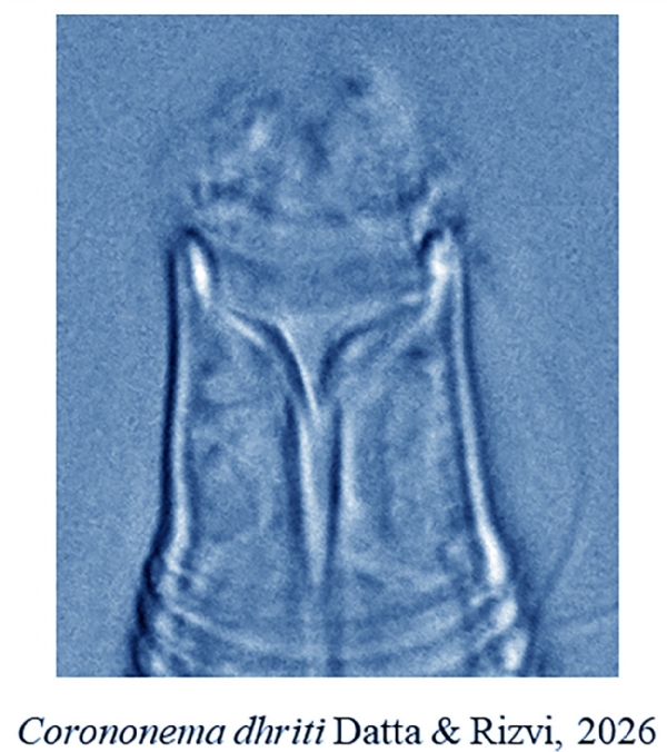 New species New species