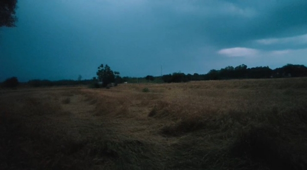 wheat crop damaged by rain.