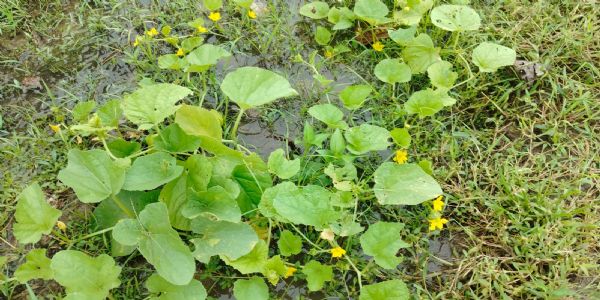 Unseasonal rain batters farmers in Goghat, deepens agrarian crisis