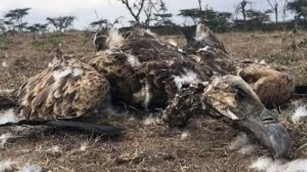 Determine the precise cause of death of 25 vultures
