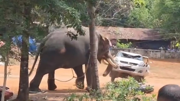 Elephant run amok