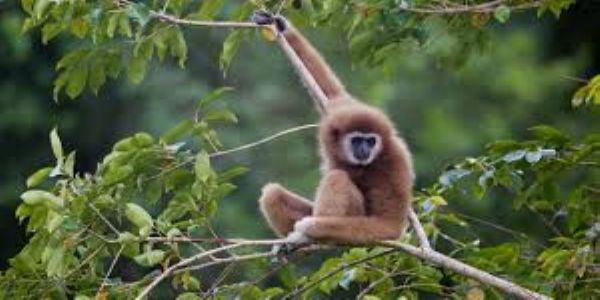 Hoolock Gibbon Uses Canopy Bridge Built Over Railway Line