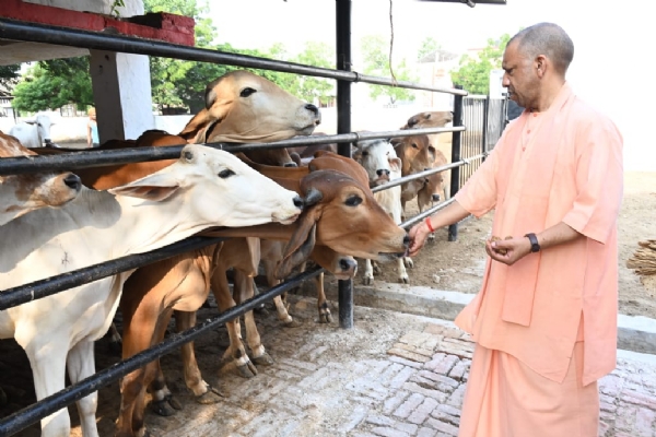 UP CM served the cattle by feeding them jaggery UP CM served the cattle by feeding them jaggery