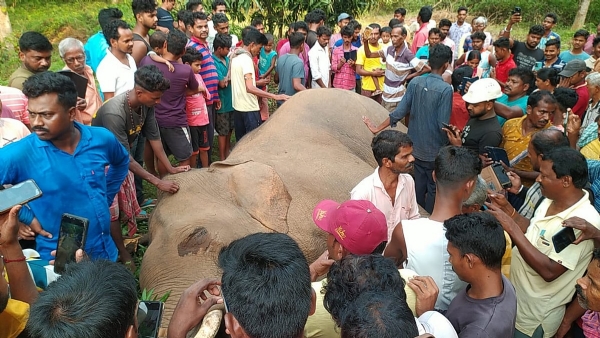 Elephant