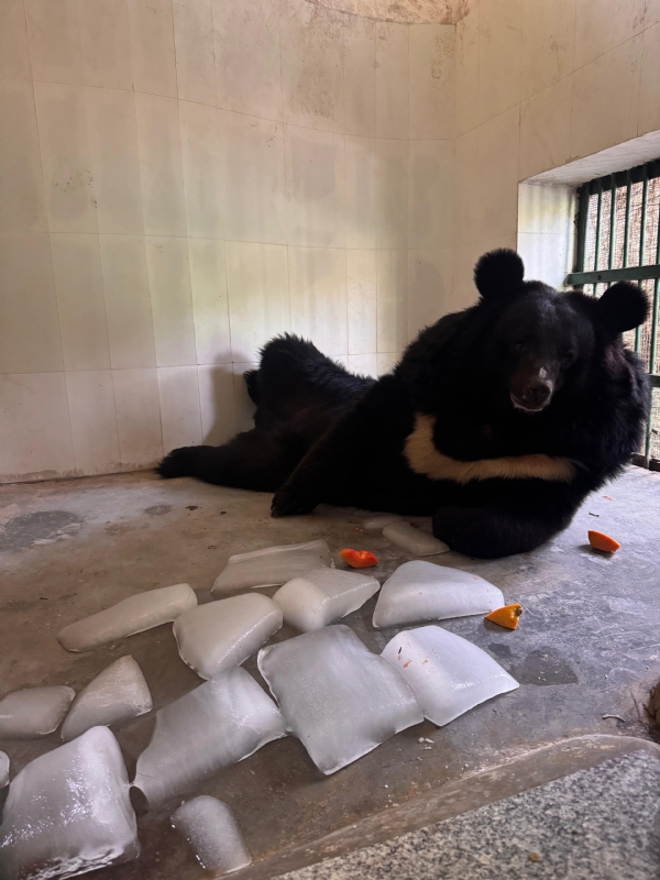 Bears with ice cubes Bears with ice cubes