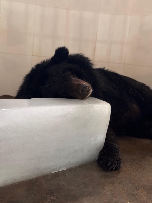 Bear lying on Ice Bear lying on Ice