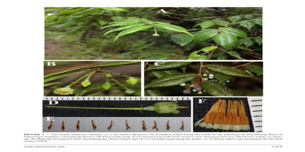 Endangered Himalayan plant rediscovered after 188 years, research published in prestigious German journal