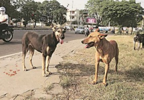 Stray Dogs