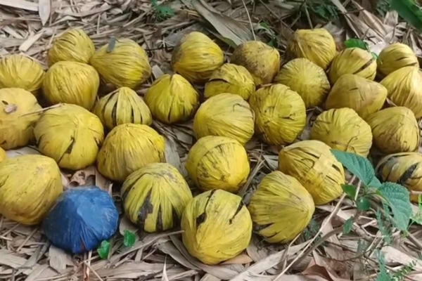 The recovered bombs