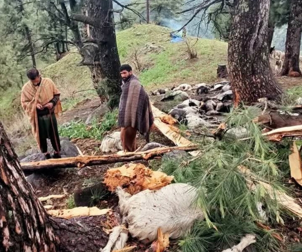Over 60 Sheep, Goats Killed In Lightening Strike In J&K’s Pahalgam