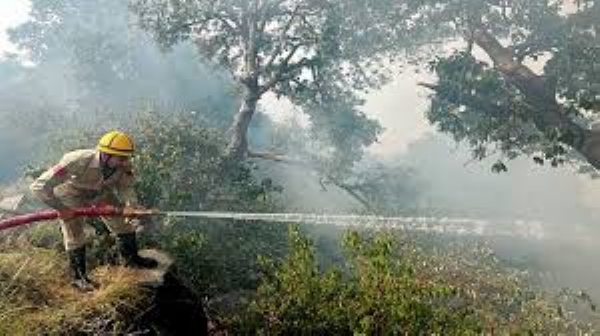 Forest Fire Breaks Out In J&K’s Rajouri, Vast Forest Area Damaged Forest Fire Breaks Out In J&K’s Rajouri, Vast Forest Area Damaged