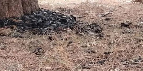 Heat Wave: 500 bats found dead in Gadchiroli