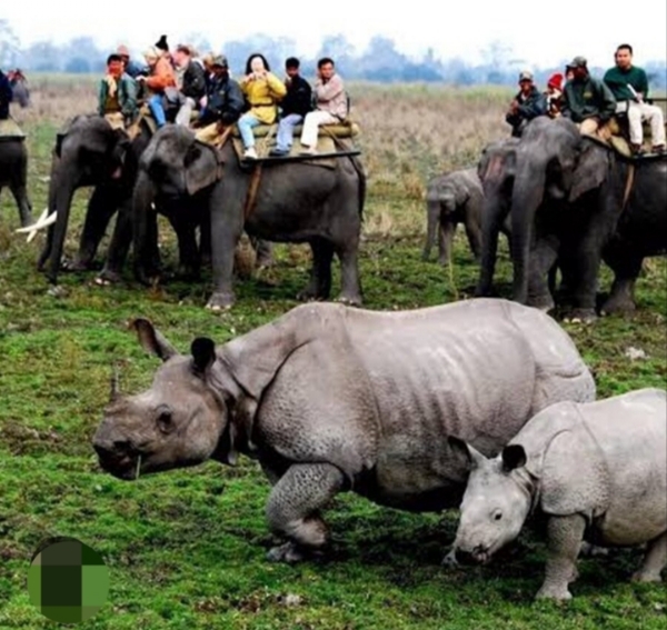 Kaziranga National Park. काजीरंगा
