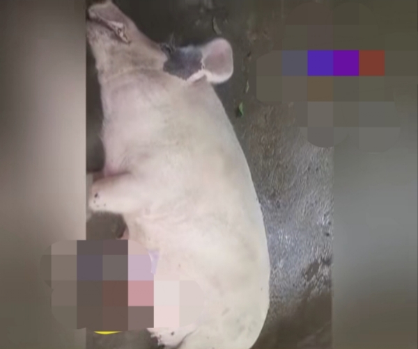 Killed Pig