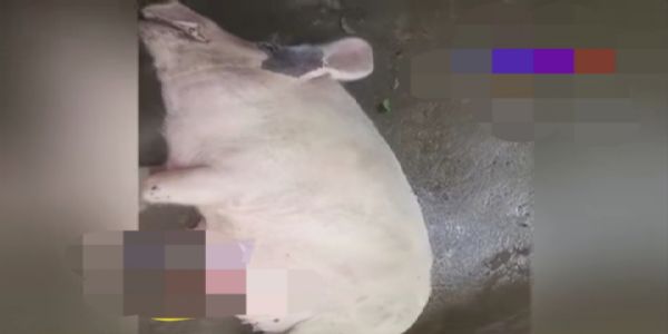 African Swine Fever Outbreak Reported in Dhakuakhana, Several Pigs Killed