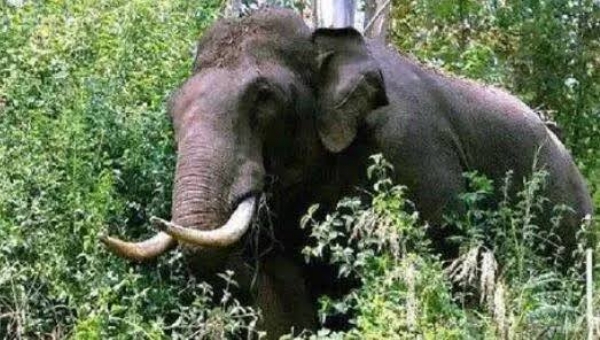 Wild elephant