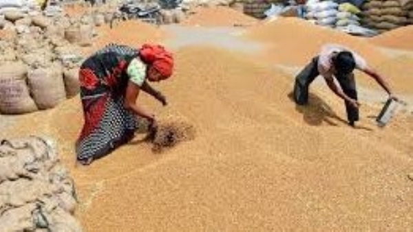 Keeping in view the wider interest of farmers, the registration deadline for purchase of wheat at support price has been extended. Keeping in view the wider interest of farmers, the registration deadline for purchase of wheat at support price has been extended.