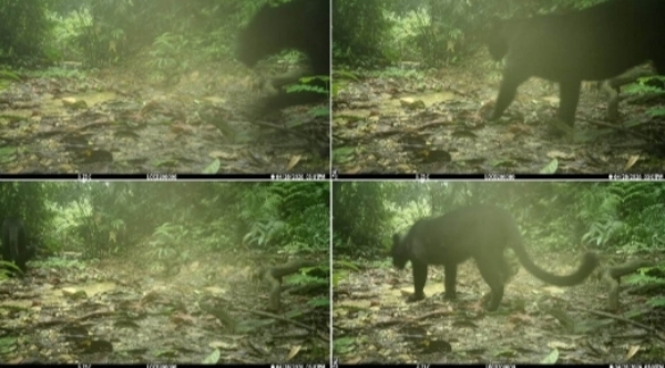 Photo Caption: Rare black panther captured on camera for the first time in Assam’s Dulung Reserve Forest.