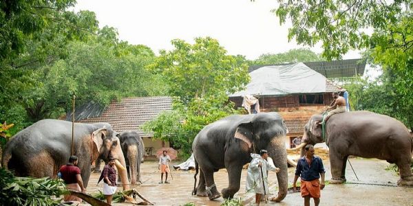 Guruvayur devaswom eyes major reforms to protect temple elephants