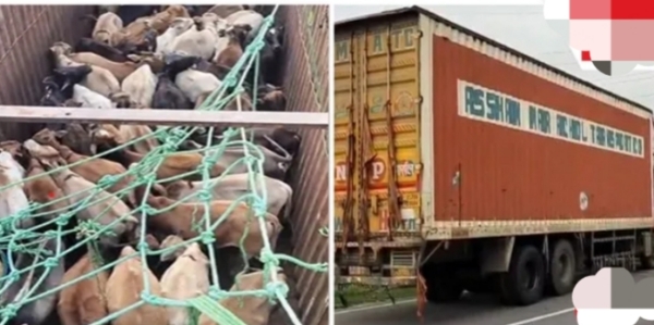 Image of the 59 Cattle loaded Container Truck Seized in Assam.