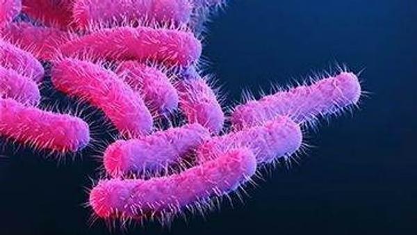 Shigella