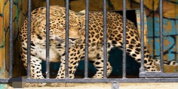 Leopard Captured in Cage at Nazira Amid Rising Fear, Residents Suspect More Big Cats in Area