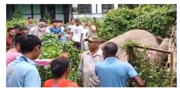 Wild Elephant Electrocuted After Coming in Contact with Transformer in Assam