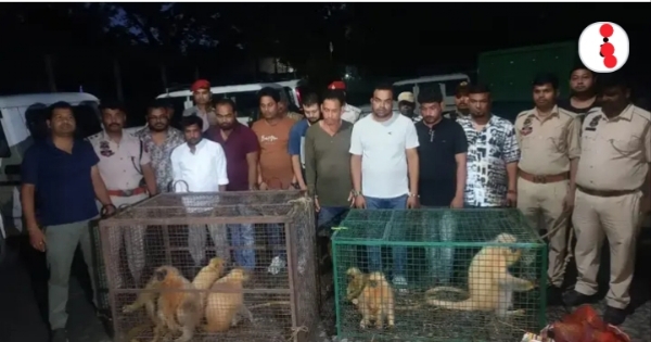 असम में वन्यजीव तस्करी गिरोह के नौ गिरफ्तार आरोपितों तथा बचाए गए आठ स्वर्ण लंगूरों की तस्वीर।