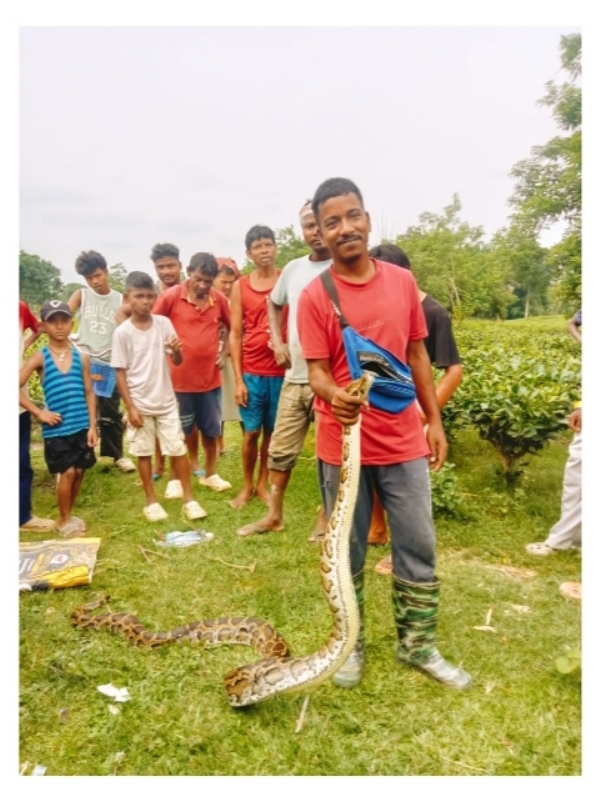 Image of the Rescued Python from Tea Garden. Image of the Rescued Python from Tea Garden.