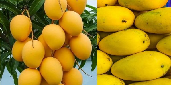 APEDA Sends Maiden Commercial Sea Consignment of Banganapalli Mangoes to Singapore, Boosting Farmers’ Returns