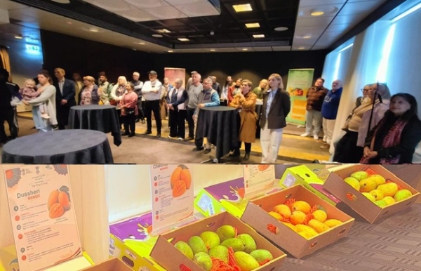 Showcasing the rich diversity of Indian mangoes in Iceland.