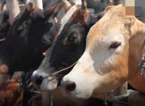 Image of the Animals Rescued in Sivasagar.