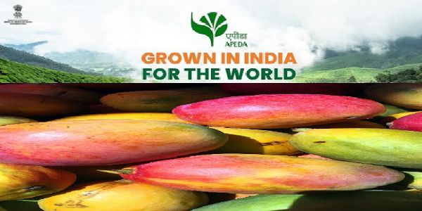 India Exports First Commercial Consignment of GI-Tagged Rewa Sundarja Mangoes to UAE