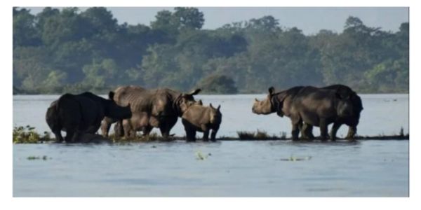Rising Brahmaputra Waters Enter Kaziranga, Flood Preparedness Intensified to Protect Wildlife