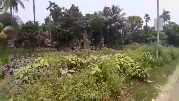 The land