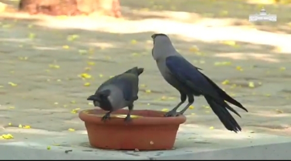President Murmu Advocates Compassion for Birds, Highlights Water Bowls Placed at Amrit Udyan