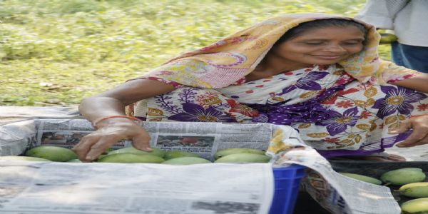 Simdega’s Amrapali Mangoes Go Global, First Commercial Consignment Dispatched to the UK