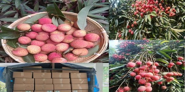 Tezpur Litchi Reaches International Markets as First Export Shipment Departs for Dubai