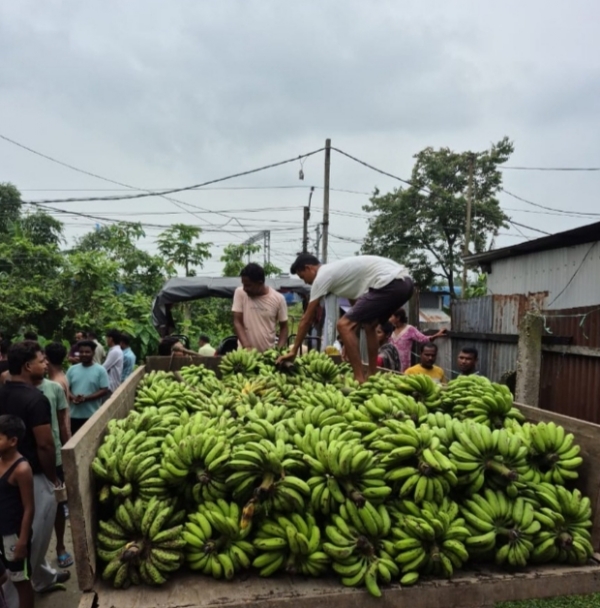 असम में खाद्य सुरक्षा विभाग द्वारा जब्त केलों की फाइल तस्वीर। असम में खाद्य सुरक्षा विभाग द्वारा जब्त केलों की फाइल तस्वीर।