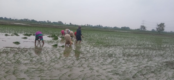Uttar Pradesh, farmers have begun transplanting paddy
