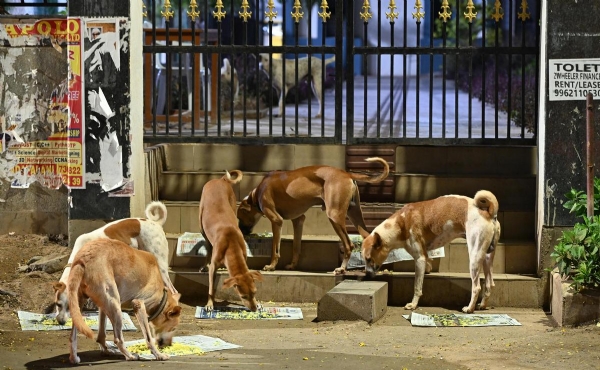 Dog feeding Dog feeding