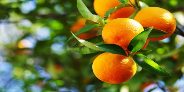 Rich potential for Orange export