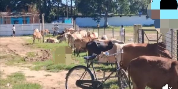 Police Rescued 74 Cattle, Two Vehicles Seized in Dumduma