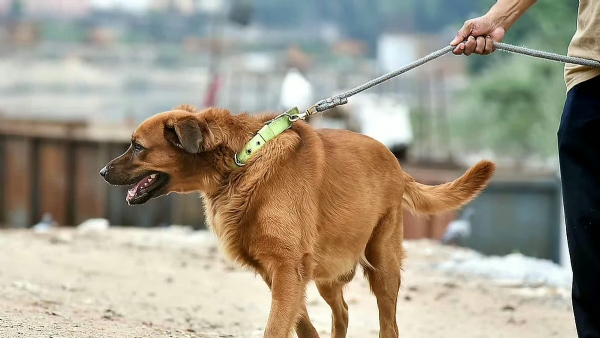 Pet  dogs