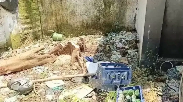 The cut down trees