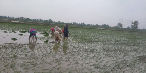 Pay special attention to pest and disease management amid light rain: Pratik
