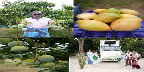 Karnataka’s Neelam and Totapuri Mangoes Exported to Maldives by Air for the First Time