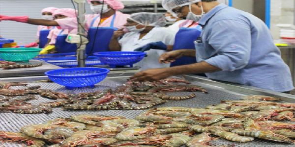 Kerala’s Seafood exports bring in nearly Rs 7,000 cr as global demand holds firm