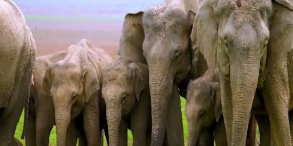 India Has 33 Elephant Reserves and 150 Corridors for Elephant Conservation: Bhupender Yadav