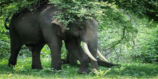 India Home to Over 60% of World’s Wild Asian Elephants, 33 Elephant Reserves Strengthen Conservation Efforts: PM Modi